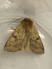 Diarsia mendica