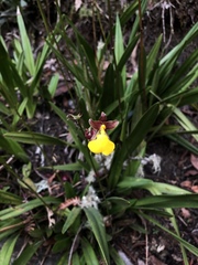 Cyrtochilum aureum