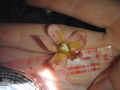 Ochnaceae