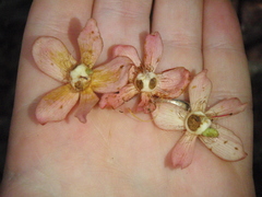 Ochnaceae