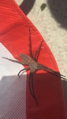Pisaurina