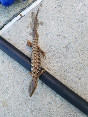 Elgaria multicarinata webbii