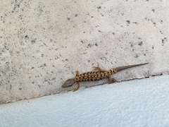 Elgaria multicarinata webbii