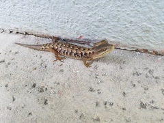 Elgaria multicarinata webbii