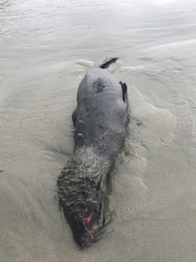 Arctocephalus townsendi