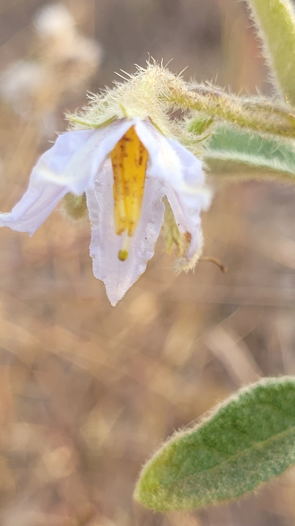 Imagem de Solanum subumbellatum