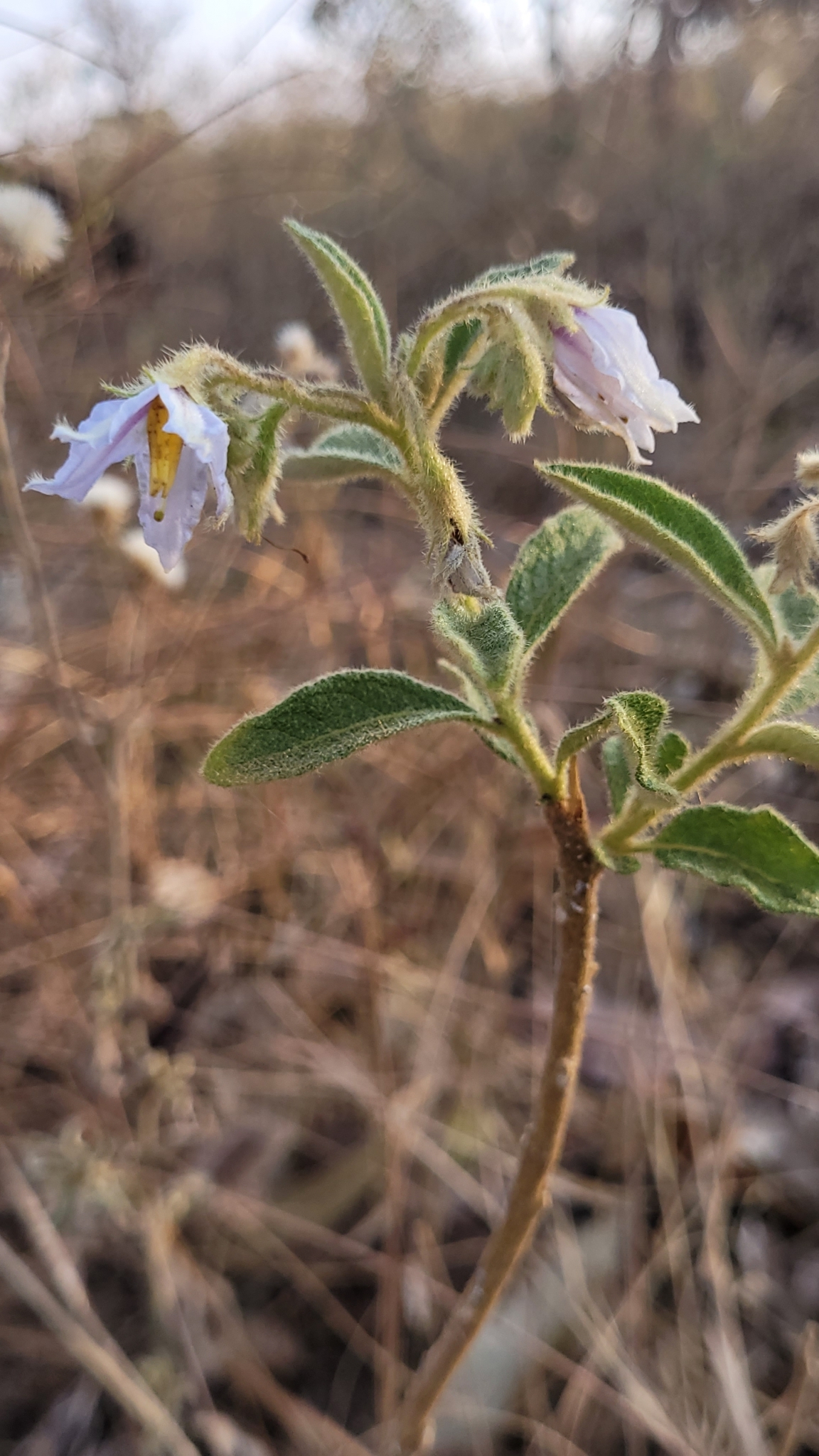 Imagem de Solanum subumbellatum