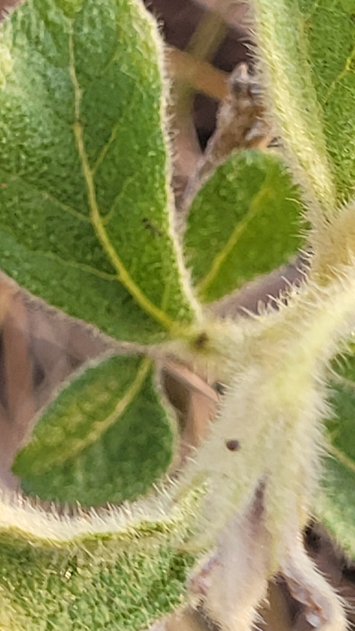 Imagem de Solanum subumbellatum