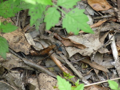 Dromochorus pilatei