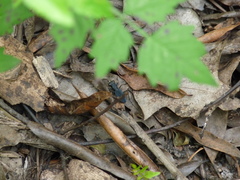 Dromochorus pilatei