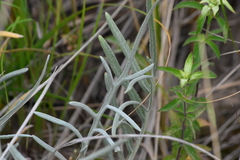 Cirsium pitcheri