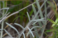 Cirsium pitcheri