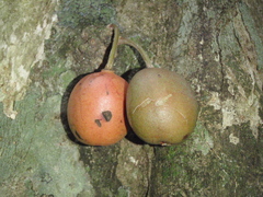 Drypetes usambarica