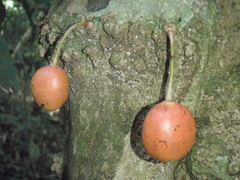 Drypetes usambarica