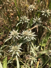 Eryngium armatum