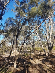 Eucalyptus viridis