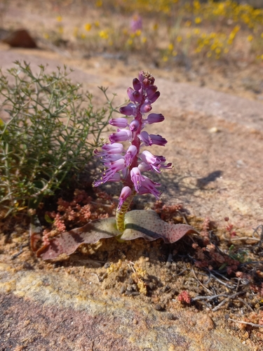 Nardouw Viooltjie (Lachenalia nardousbergensis)