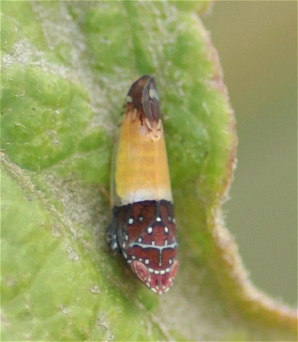 Scaphytopius thea