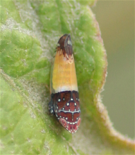 Scaphytopius thea