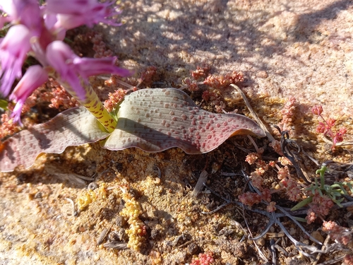 Image of Lachenalia nardousbergensis by (c) Brian du Preez, some rights reserved (CC BY-SA)