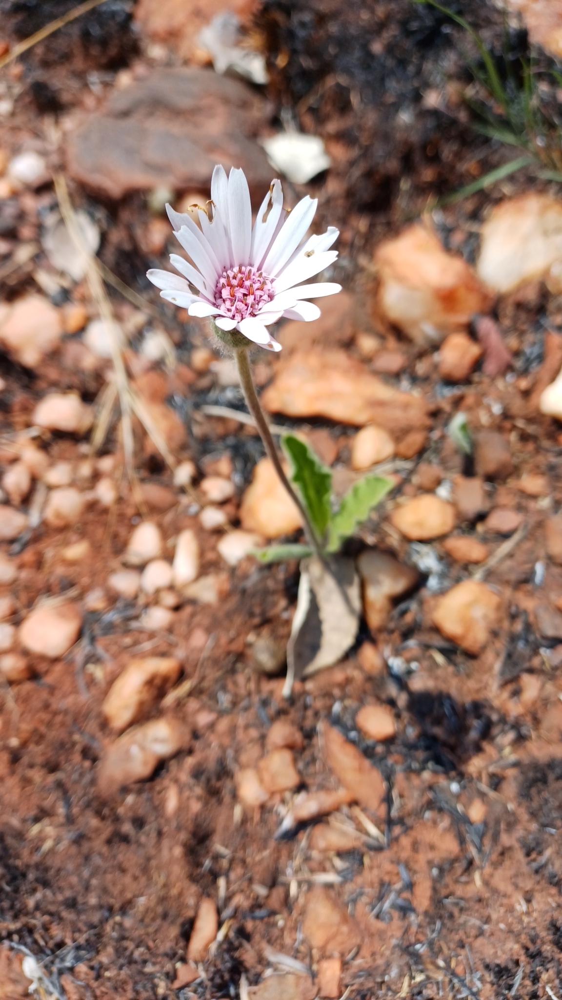 Imagem de Margarida-africana