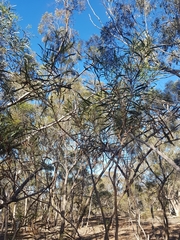 Eucalyptus viridis