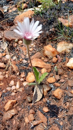 Foto de Margarida-africana