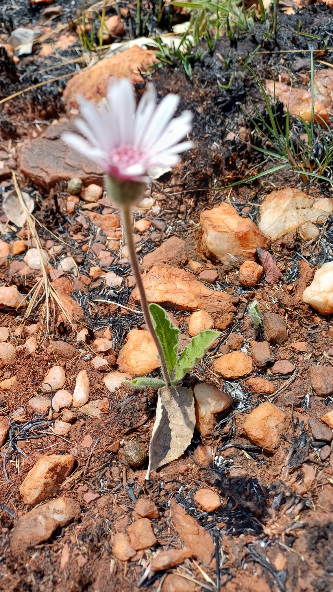 Imagem de Margarida-africana