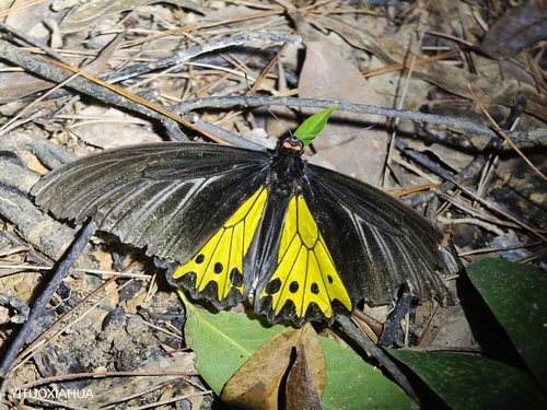 Common Birdwing