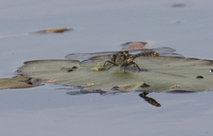 Arigomphus