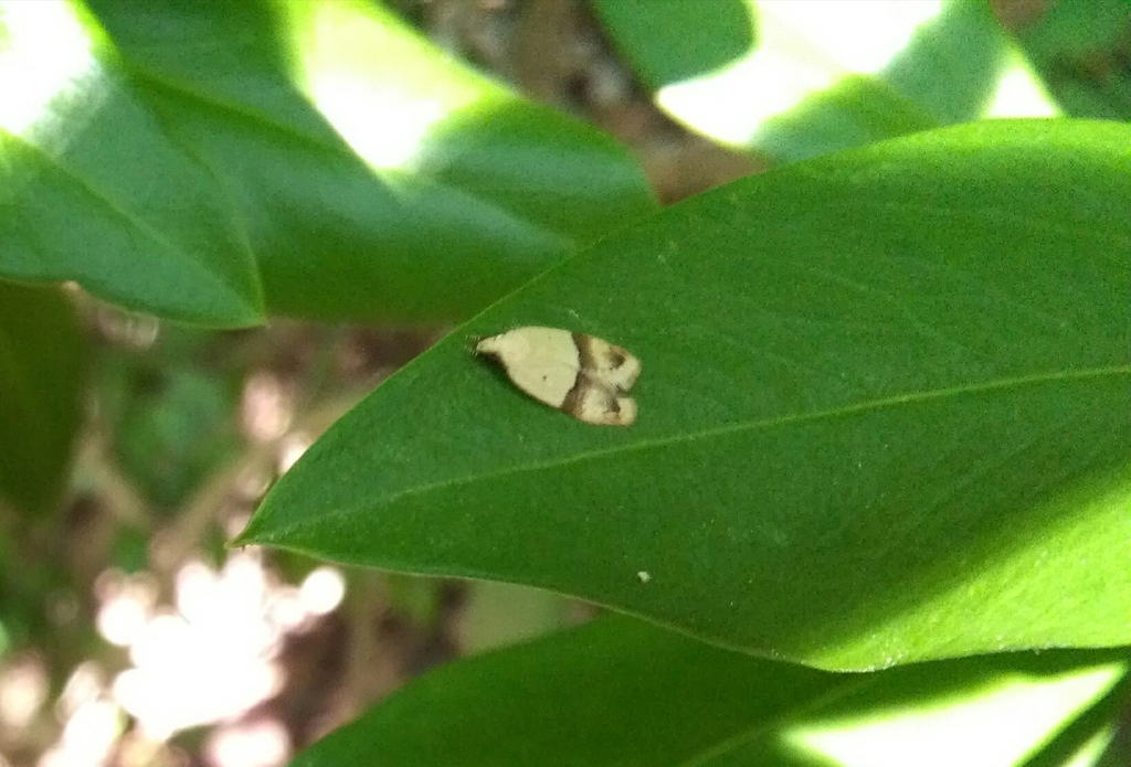 Odites kollarella