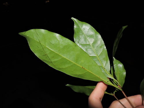 Brazilian-sassafras (Ocotea odorifera)