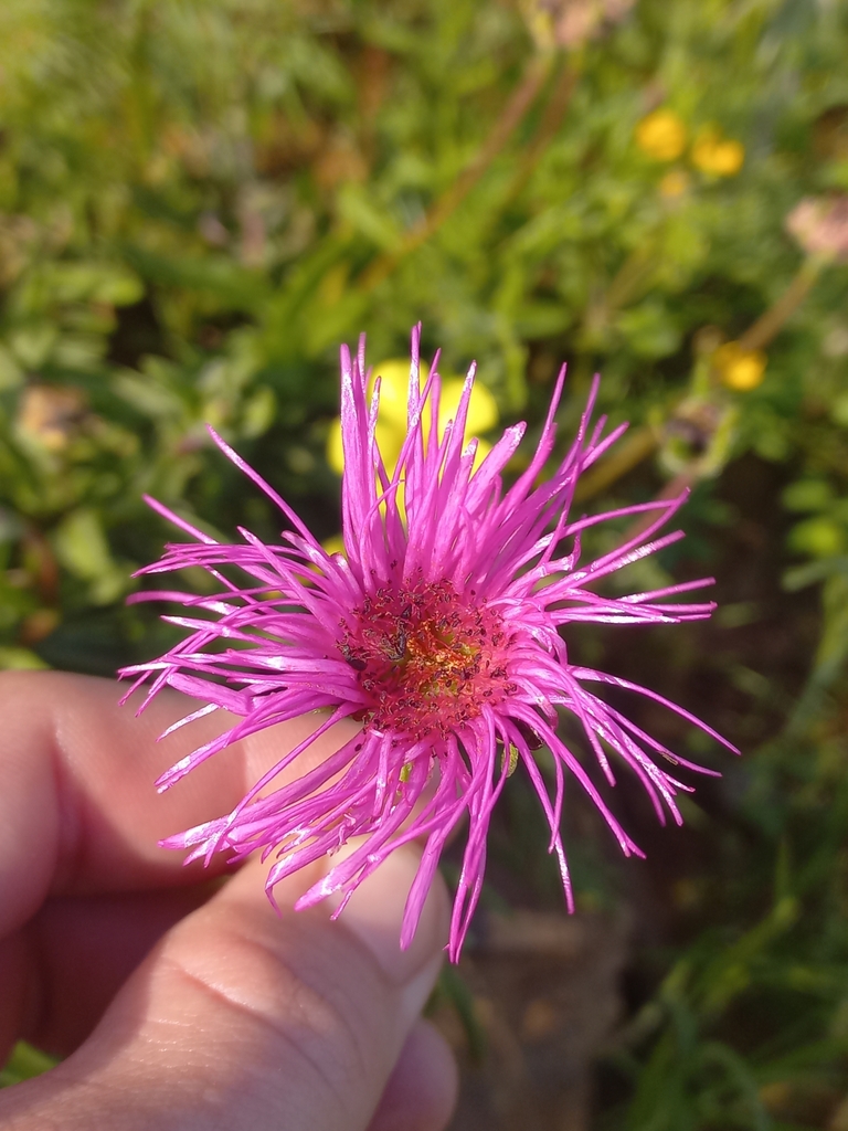 Drosanthemum longipes