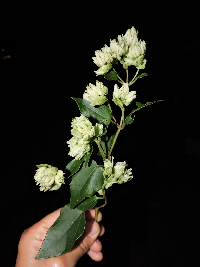 Mikania involucrata