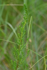 Artemisia campestris caudata