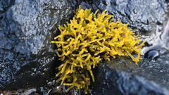 Ahnfeltiopsis concinna