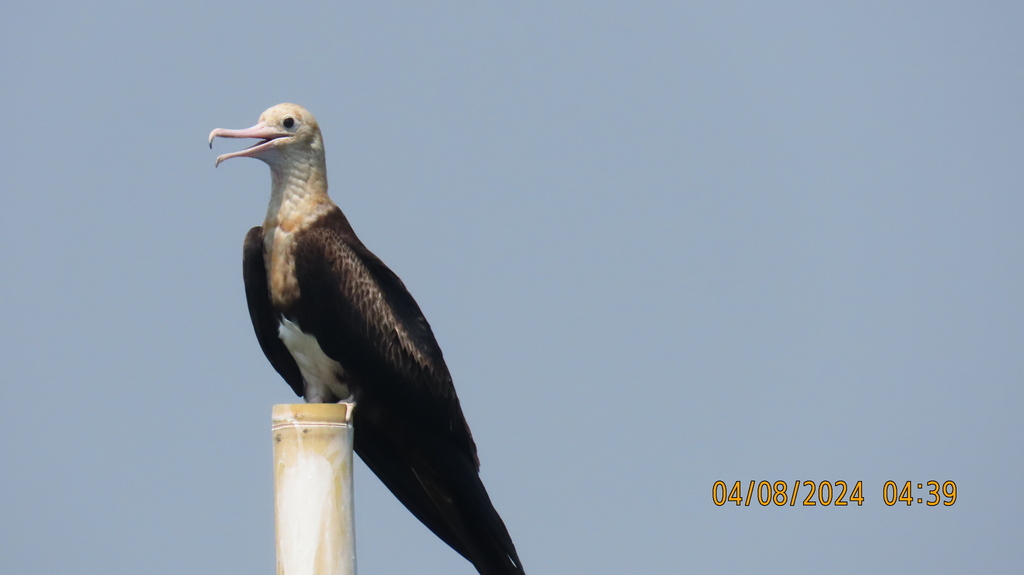 Pale-headed frigatebird perched on a pole against a hazy sky