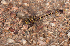 Progomphus obscurus