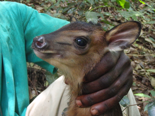 Harvey's Duiker
