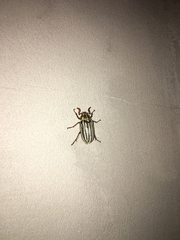 Polyphylla decemlineata