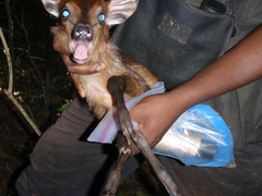 Cephalophorus harveyi