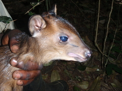 Cephalophorus harveyi
