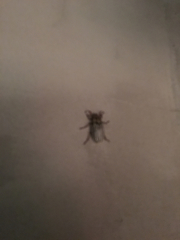 Polyphylla decemlineata