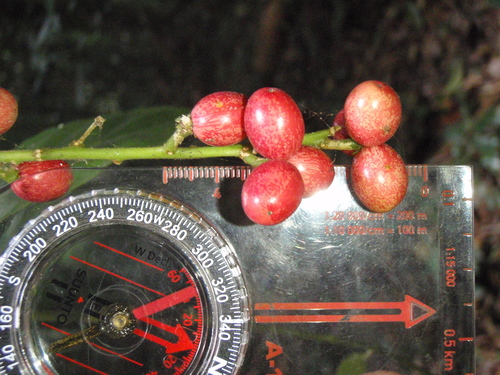 Brucea Antidysenterica (Brucea antidysenterica)