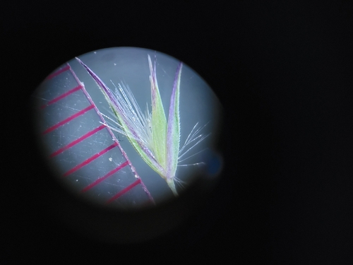 Image of Greeneochloa coarctata by (c) Sean Rigney, some rights reserved (CC BY)