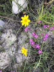 Thelesperma simplicifolium