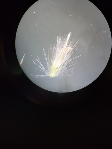 Image of Greeneochloa coarctata by (c) Sean Rigney, some rights reserved (CC BY)