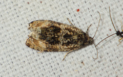 Endothenia marginana