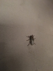 Polyphylla decemlineata