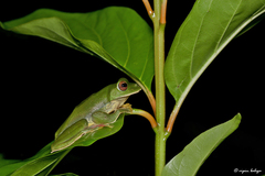 Rhacophorus malabaricus